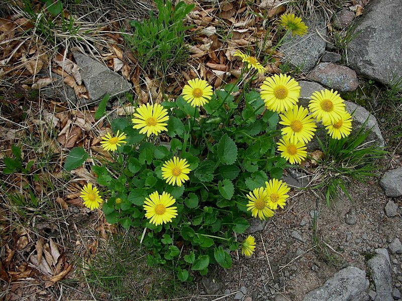 Doronicum columnae / Doronico di Colonna
